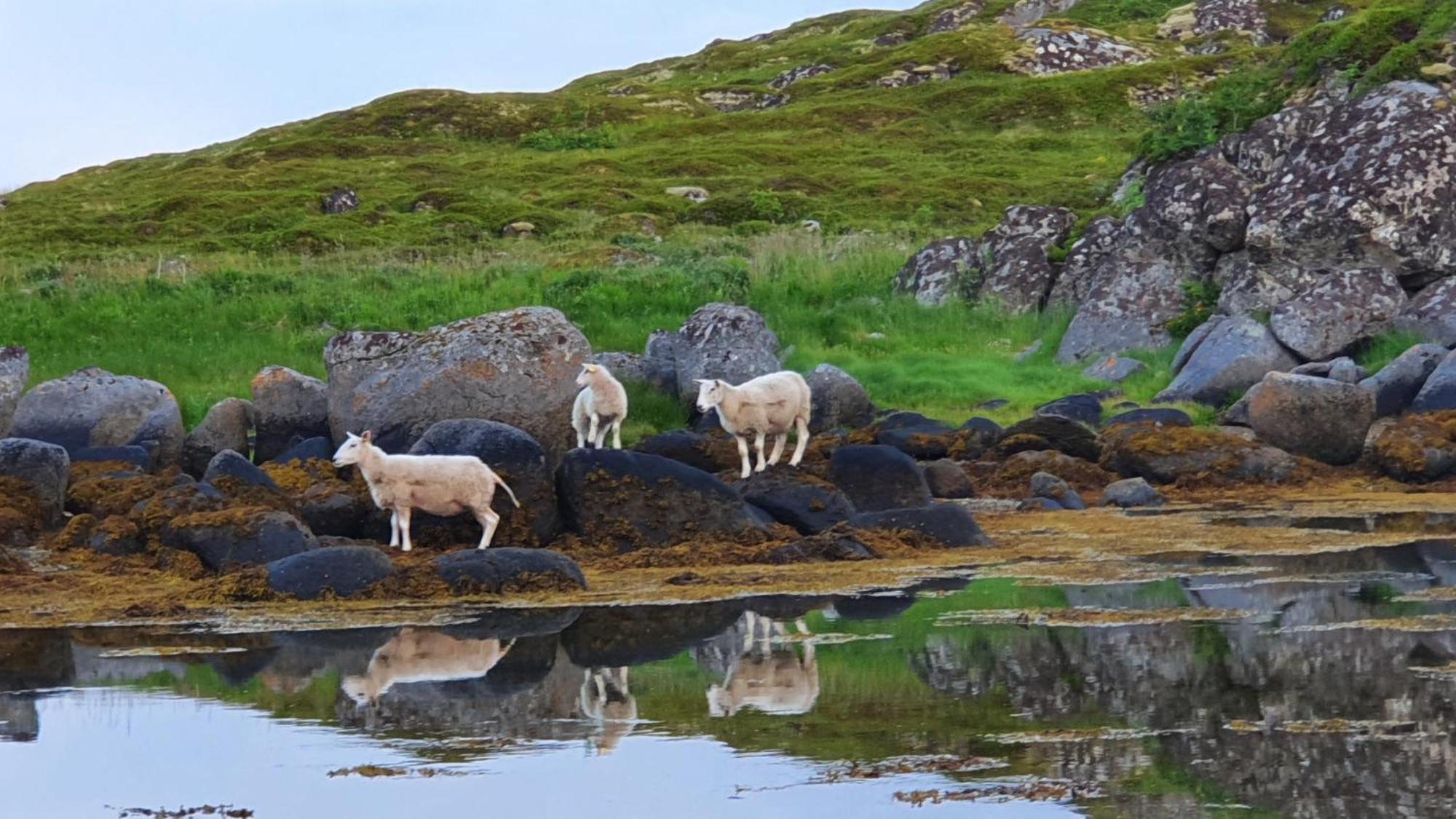 Lofoten Seaside Ballstad Exteriér fotografie